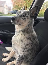 There S Nothing Like The Cattle Dog Stink Eye If You Like Fun And Interesting Doggy Stories Please Cattle Dogs Rule Austrailian Cattle Dog Heeler Puppies