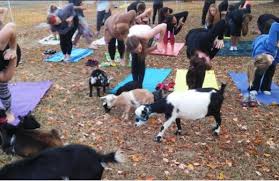 Yoga studio in durham, north carolina. Yoga With Goats Nc State Extension