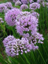 9 Drought Tolerant Ornamental Onion Plants Deter Small Rodents Perennial Plants Flowers Perennials Perennials