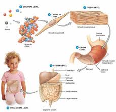 A Levels Of Structural Organization Anatomy Physiology Human Body Anatomy Anatomy Physiology Physiology