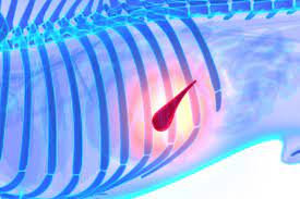 The aims of treatment are to establish a diagnosis, and to manage symptoms and complications (table 3) medically or surgically. Pancreatic Cancer In Cats Causes Symptoms Diagnosis And Treatment