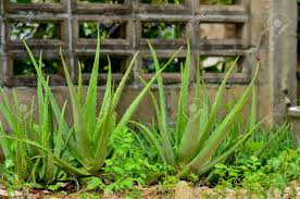 Maybe you would like to learn more about one of these? Close Up Aloe Vera Plant In Garden Stock Photo Picture And Royalty Free Image Image 62624229