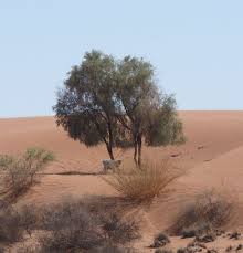 Image result for Acacia haematoxylon