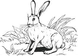 Livrare gratuita la comenzile de 250 lei. Set 10 Planse De Colorat Cu Animale De Padure Fise De Lucru Gradinita Unicorn Coloring Pages Rabbit Colors Drawings