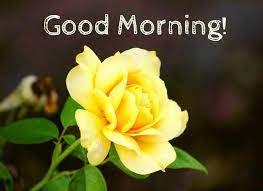 Good morning images with flowers hd : 50 Beautiful Good Morning Images Hd 1080p Download