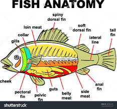 Fish Anatomy Vector Illustration Stock Vector 308252246 Shutterstock Fish Anatomy Anatomy Animal Science
