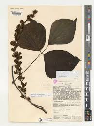 Image result for Mucuna poggei