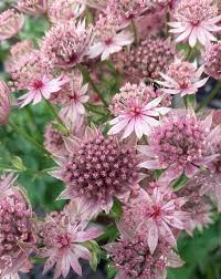 Image result for Astrantia major `Roma`