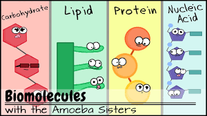 biomolecules updated