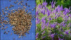Alternatif Tip Mucizesi Hayit Otu Nedir Ve Tohumunun Faydalari Nelerdir How To Dry Basil Herbs Basil