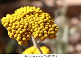 Image result for Helichrysum aureo-nitens