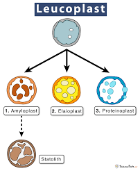 Plastids- Definition, Structure, Types, Functions And Diagram