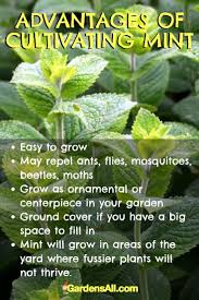 If you simply must plant mint directly in the ground (if you're using it as a ground cover, for example), select a damp area in your garden or yard in either full sun or part shade. All About Growing Mint In Your Herb Garden Or Indoors Gardensall Growing Mint Mint Plants Herbs Indoors