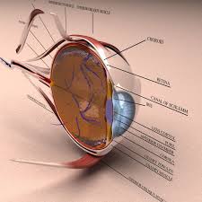 Pin On 3d Anatomy