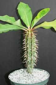 Image result for Euphorbia dawei