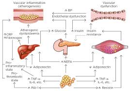 Type 2 diabetes occurs when your blood sugar levels become elevated and you develop insulin resistance. Type 2 Diabetes Mellitus Beyond The Beta Cell European Medical Journal