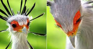 Maybe you would like to learn more about one of these? With Long Lashes And Beautiful Feathers This Secretary Bird Is So Pretty You Might Be Jealous Of It Good Times
