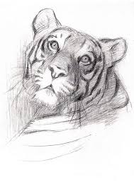 Animals Drawings By V Vatagin Set Of 36 Vintage Prints Postcards 1978 Fine Arts Publ Mos Animal Drawings Sketches Animal Sketches Pencil Art Drawings