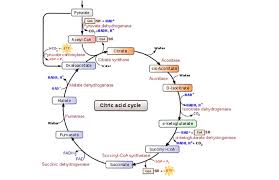 Cell culture is the process by which cells are grown under controlled conditions, generally outside their natural environment. Overview Of The Krebs Cycle Taken From Wikipedia Download Scientific Diagram