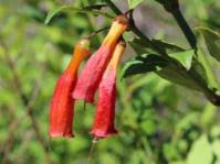 Image result for Halleria elliptica