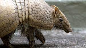 Man Shot When Own Bullet Ricochets Off Armadillo S Shell Strike Armadillo Men S Shooting Ricochet