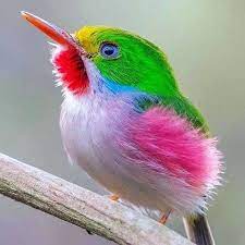 gunaydin bu guzel kusun cinsi cuban tody adindan da anlasilacagi uzere cuban tody kuba ya ozgu rengarenk ve minicik b beautiful birds pretty birds pet birds