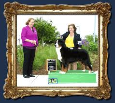 Established in 2004, we produce and show quality bernese mountain dogs, with a focus on temperament, conformation, and structural soundness. Welcome To Holiday Bernese Mountain Dogs