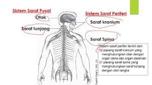 I menjadikan kehidupan manusia lebih selesa ii membolehkan manusia berkomunikasi pada jarak share & embed sains tingkatan 4 kertas 1. 1 1 Sistem Saraf Manusia Sains Tingkatan 3 Youtube