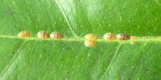 Image result for scale on plant