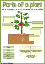 Parts Of A Plant Interactive Worksheet Plants Worksheets Parts Of A Plant Plant Activities