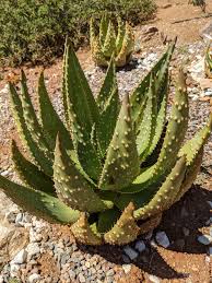 Image result for Aloe aculeata × excelsa