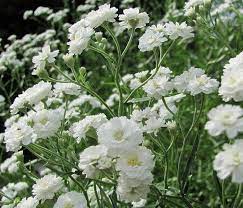 Gypsophila Paniculata Compacta Plena Baby S Breath Lily Garden Gypsophila Small White Flowers
