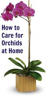 Pin On Orchid Splender