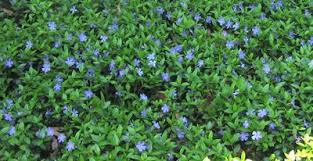 Pachysandra buying & growing guide. No Fail Ground Covers Pachysandra Vinca Minor And Boston Ivy Kevin Lee Jacobs