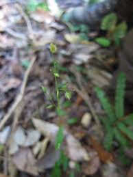 Image result for Pseudechinolaena polystachya