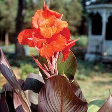 Cannas are sometimes called canna lilies, but they are not true lilies. Tropicanna Black Canna Lily Bulbs Canna Indica High Country Gardens