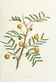 Image result for Acacia farnesiana
