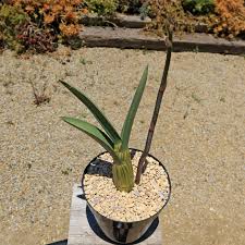 Image result for Eulophia eylesii