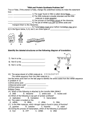 Transcription of krüppel is inhibited by high levels of bicoid and hunchback. Rna And Protein Synthesis Problem Set Printable Pdf Download