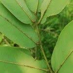 Image result for Dialium englerianum