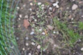 Image result for Eragrostis cilianensis