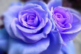 Gambar bunga mawar biru muda. 28 Lukisan Bunga Mawar Biru 50 Gambar Bunga Mawar Tercantik Di Dunia Warna Putih Ungu Download 50 Gambar Purple Climbing Roses Climbing Roses Rose Seeds