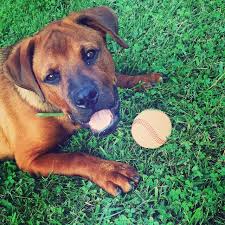 A rottweiler mix is a cross between a rottweiler and another dog breed. Pin On Animal Lover