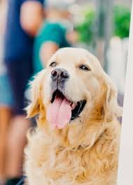 Check spelling or type a new query. The Golden Retriever Vs Labrador Which One Is Right For You Your Dog Advisor