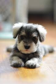 he is adorableness sevimli hayvan yavrulari sevimli kopek yavrulari evcil hayvanlar