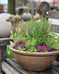 Image result for rosemary container