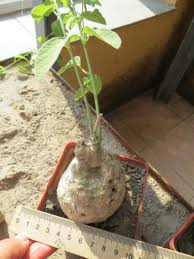 Image result for Adenia stenodactyla