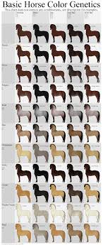 basic horse color genetics chart by echodus on deviantart