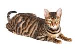 List of Cat Breeds With Pictures and Names
