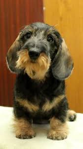 Black And Tan Wire Haired Dachshund Puppy 7a2406a7b5b032d5d51ea56f518fddce Jpg 336 601 Pixels Wire Haired Dachshund Dachshund Dog Dogs